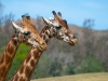 20090502 SanDiegoWildlifePark08.jpg